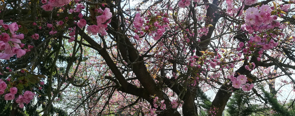 IMG_20180418_143649.jpg